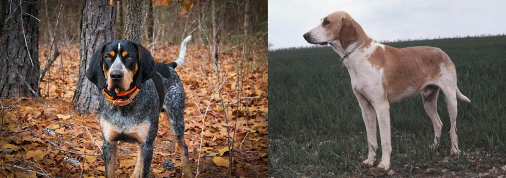 Grand Anglo-Francais Blanc et Orange vs Bluetick Coonhound - Breed Comparison