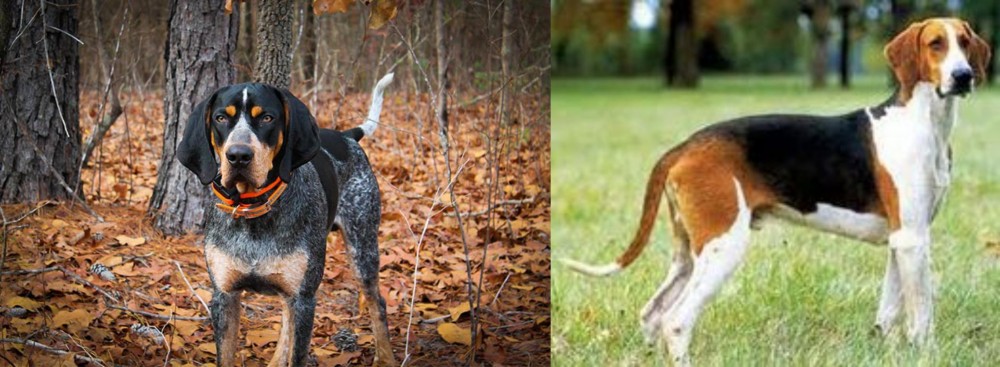 Grand Anglo-Francais Tricolore vs Bluetick Coonhound - Breed Comparison