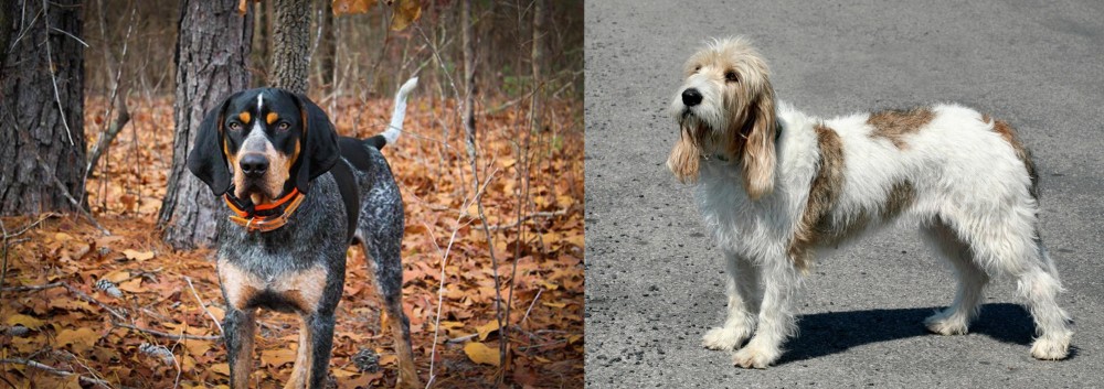 Grand Basset Griffon Vendeen vs Bluetick Coonhound - Breed Comparison