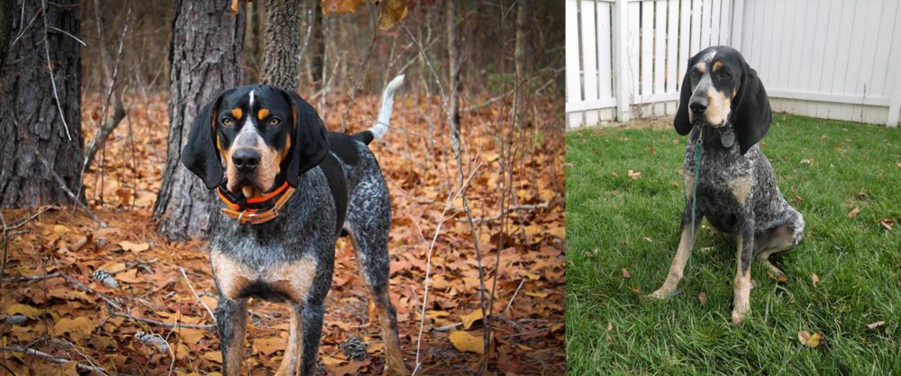 Grand Bleu de Gascogne vs Bluetick Coonhound - Breed Comparison