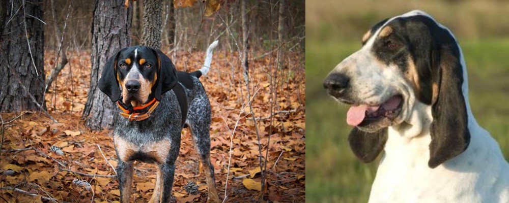 Grand Gascon Saintongeois vs Bluetick Coonhound - Breed Comparison