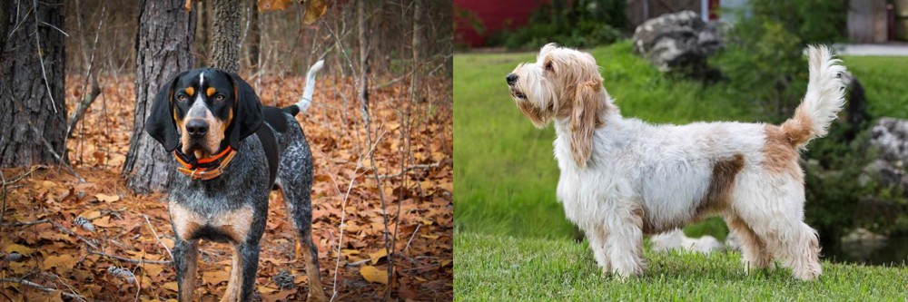 Grand Griffon Vendeen vs Bluetick Coonhound - Breed Comparison