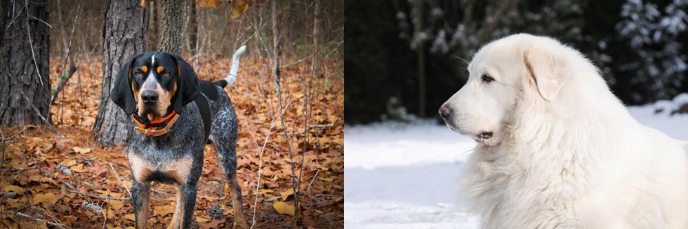 Great Pyrenees vs Bluetick Coonhound - Breed Comparison