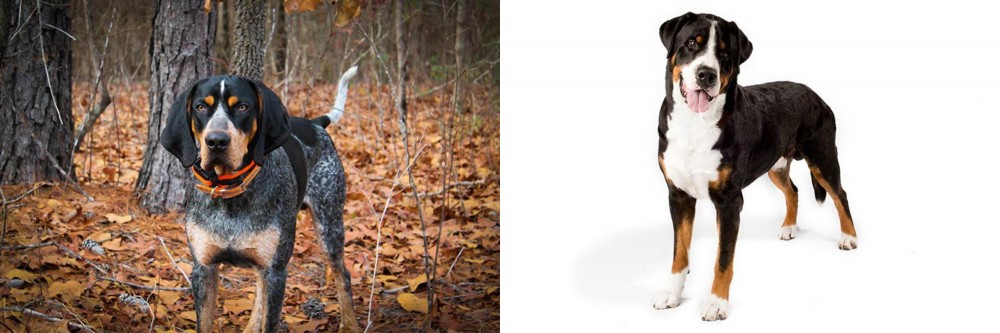 Greater Swiss Mountain Dog vs Bluetick Coonhound - Breed Comparison