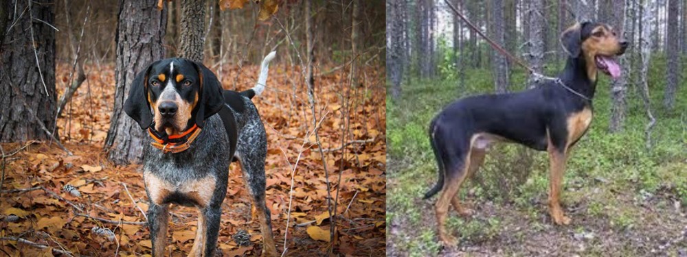 Greek Harehound vs Bluetick Coonhound - Breed Comparison