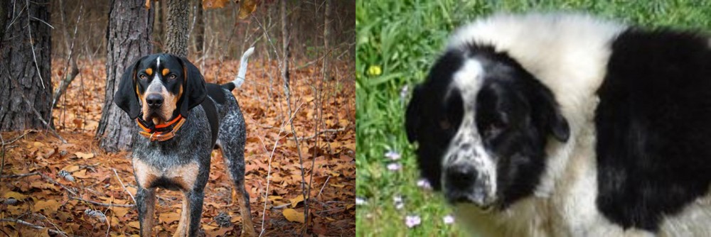 Greek Sheepdog vs Bluetick Coonhound - Breed Comparison