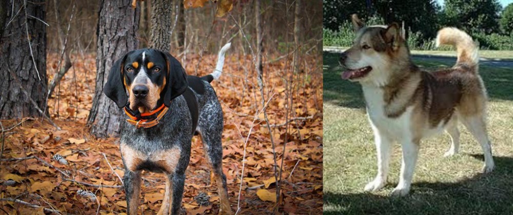 Greenland Dog vs Bluetick Coonhound - Breed Comparison