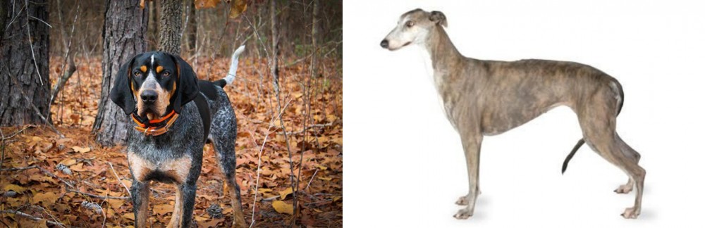 Greyhound vs Bluetick Coonhound - Breed Comparison