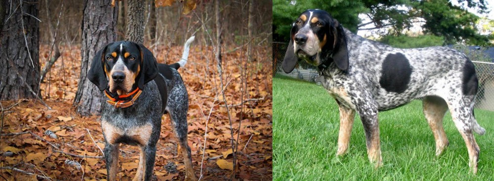 Griffon Bleu de Gascogne vs Bluetick Coonhound - Breed Comparison