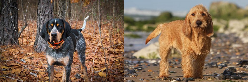 Griffon Fauve de Bretagne vs Bluetick Coonhound - Breed Comparison
