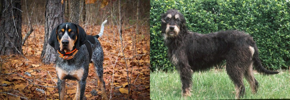 Griffon Nivernais vs Bluetick Coonhound - Breed Comparison