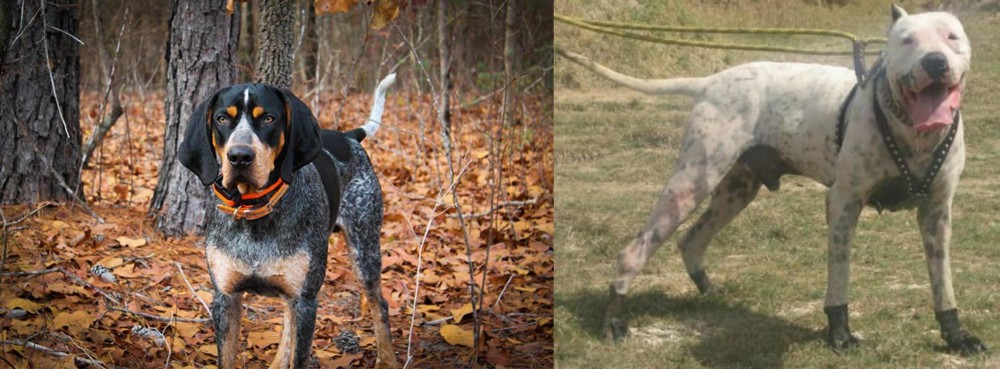 Gull Dong vs Bluetick Coonhound - Breed Comparison