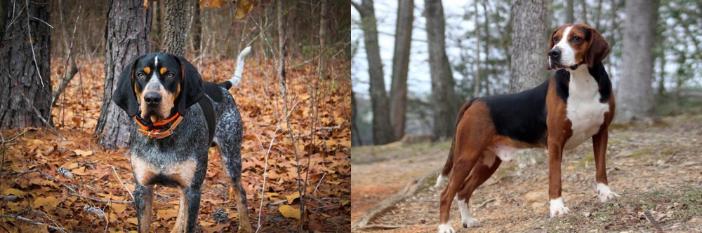 Hamiltonstovare vs Bluetick Coonhound - Breed Comparison
