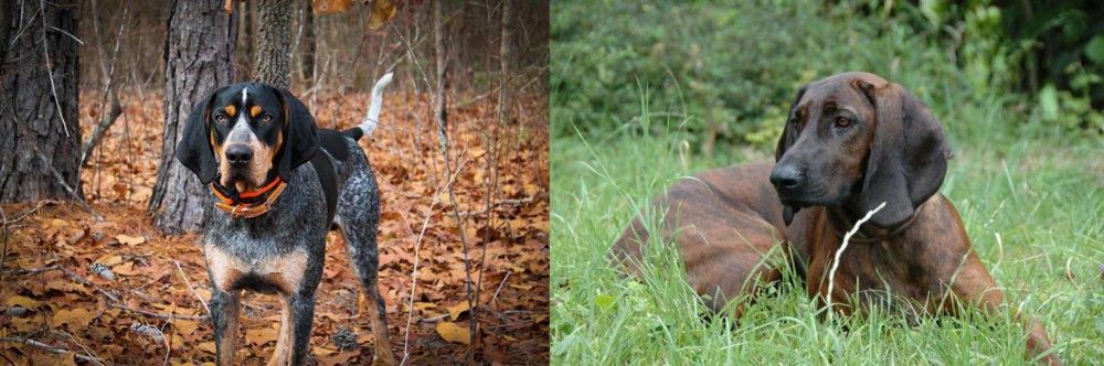 Hanover Hound vs Bluetick Coonhound - Breed Comparison