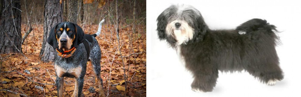 Havanese vs Bluetick Coonhound - Breed Comparison