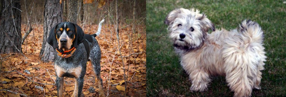 Havapoo vs Bluetick Coonhound - Breed Comparison