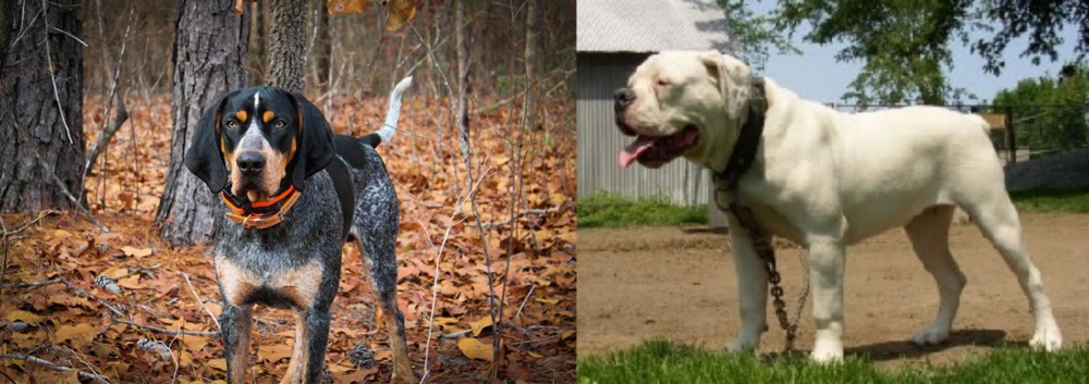 Hermes Bulldogge vs Bluetick Coonhound - Breed Comparison