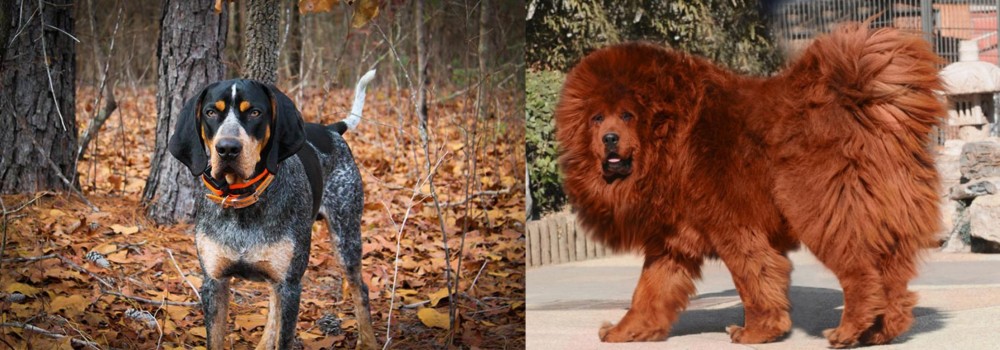 Himalayan Mastiff vs Bluetick Coonhound - Breed Comparison