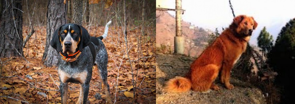 Himalayan Sheepdog vs Bluetick Coonhound - Breed Comparison