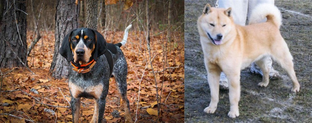 Hokkaido vs Bluetick Coonhound - Breed Comparison