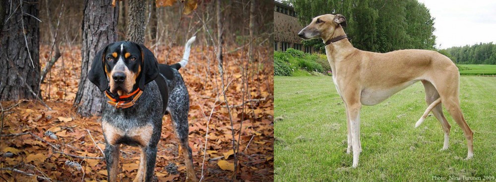 Hortaya Borzaya vs Bluetick Coonhound - Breed Comparison