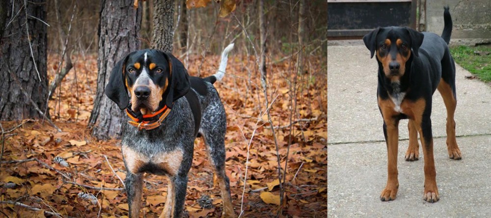 Hungarian Hound vs Bluetick Coonhound - Breed Comparison