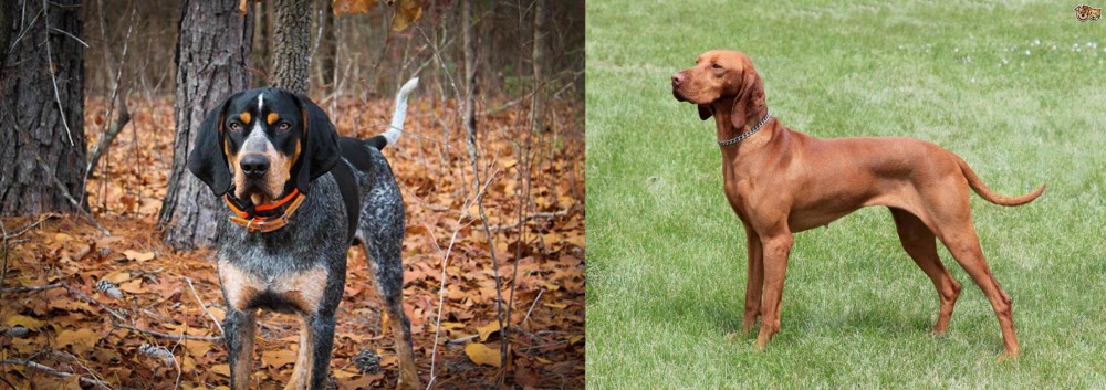 Hungarian Vizsla vs Bluetick Coonhound - Breed Comparison