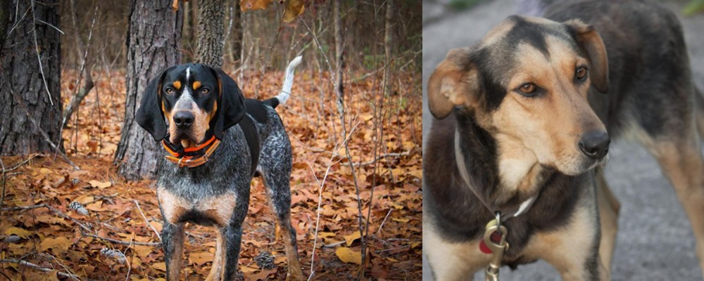 Huntaway vs Bluetick Coonhound - Breed Comparison