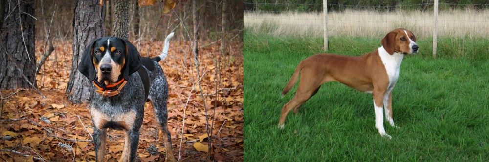 Hygenhund vs Bluetick Coonhound - Breed Comparison