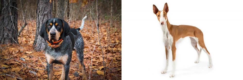 Ibizan Hound vs Bluetick Coonhound - Breed Comparison