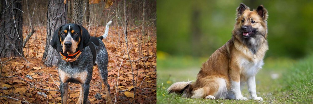 Icelandic Sheepdog vs Bluetick Coonhound - Breed Comparison