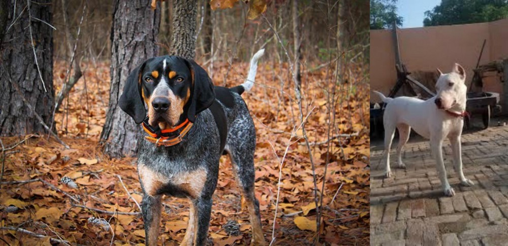 Indian Bull Terrier vs Bluetick Coonhound - Breed Comparison