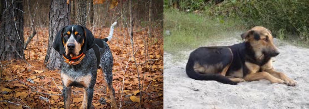 Indian Pariah Dog vs Bluetick Coonhound - Breed Comparison