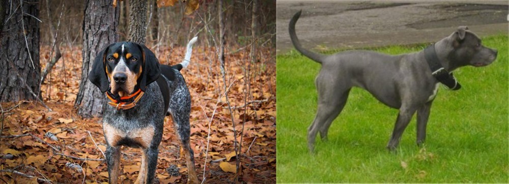 Irish Bull Terrier vs Bluetick Coonhound - Breed Comparison