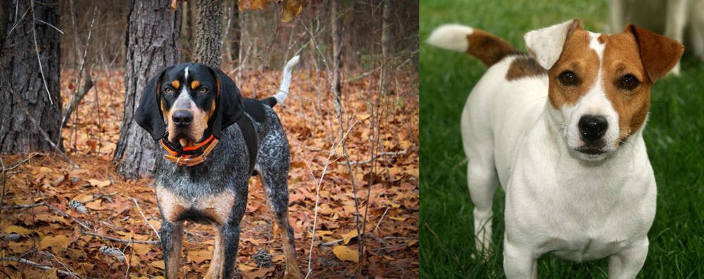 Irish Jack Russell vs Bluetick Coonhound - Breed Comparison