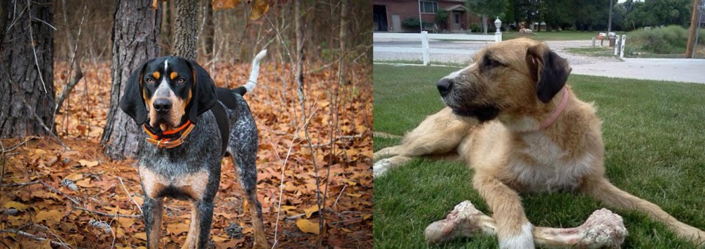 Irish Mastiff Hound vs Bluetick Coonhound - Breed Comparison