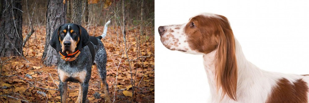 Irish Red and White Setter vs Bluetick Coonhound - Breed Comparison