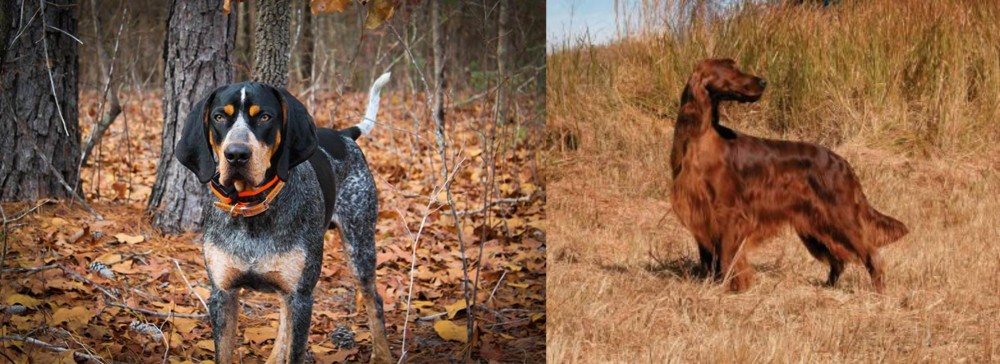 Irish Setter vs Bluetick Coonhound - Breed Comparison