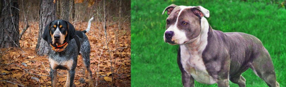Irish Staffordshire Bull Terrier vs Bluetick Coonhound - Breed Comparison