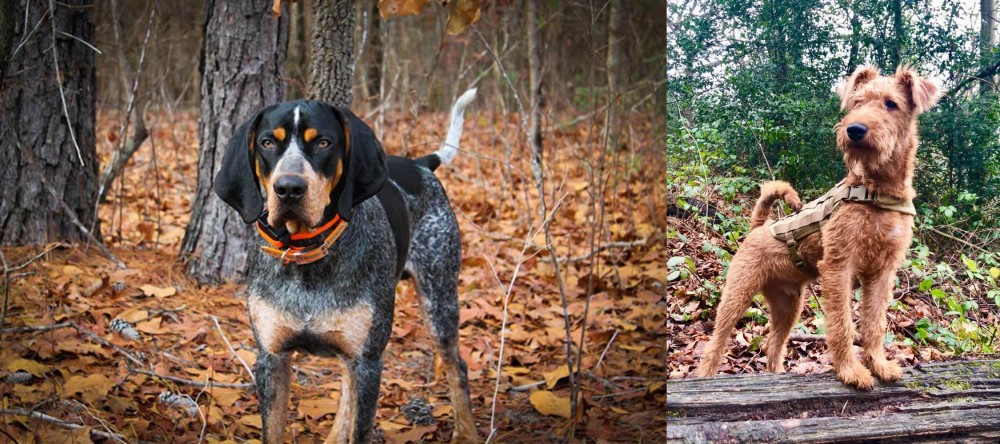 Irish Terrier vs Bluetick Coonhound - Breed Comparison