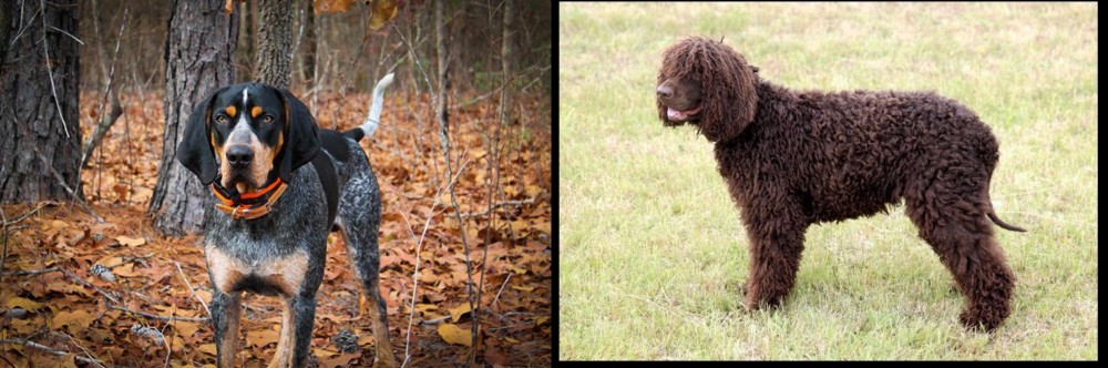 Irish Water Spaniel vs Bluetick Coonhound - Breed Comparison