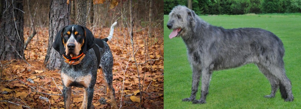Irish Wolfhound vs Bluetick Coonhound - Breed Comparison