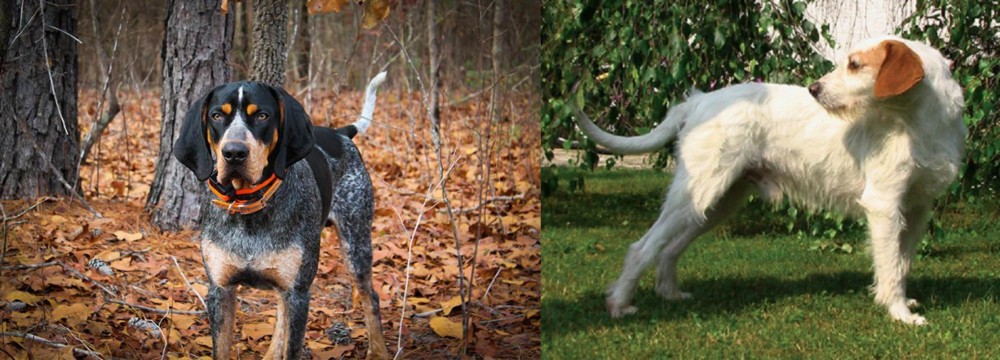 Istarski Ostrodlaki Gonic vs Bluetick Coonhound - Breed Comparison