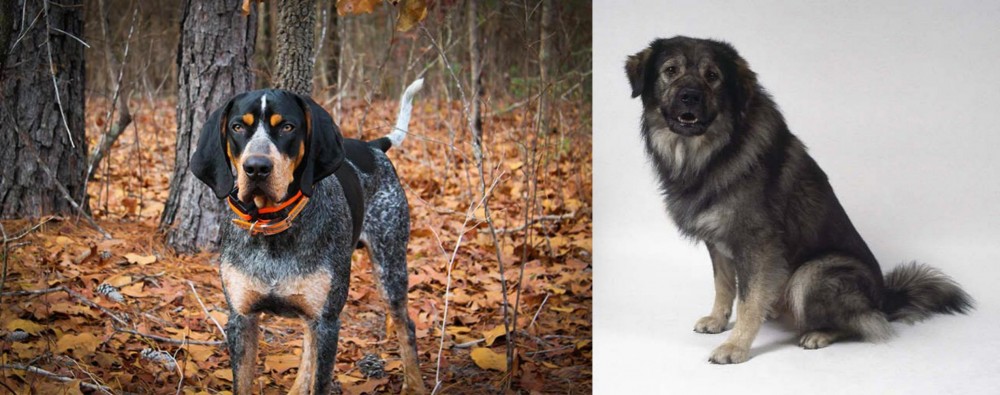 Istrian Sheepdog vs Bluetick Coonhound - Breed Comparison