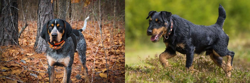 Jagdterrier vs Bluetick Coonhound - Breed Comparison