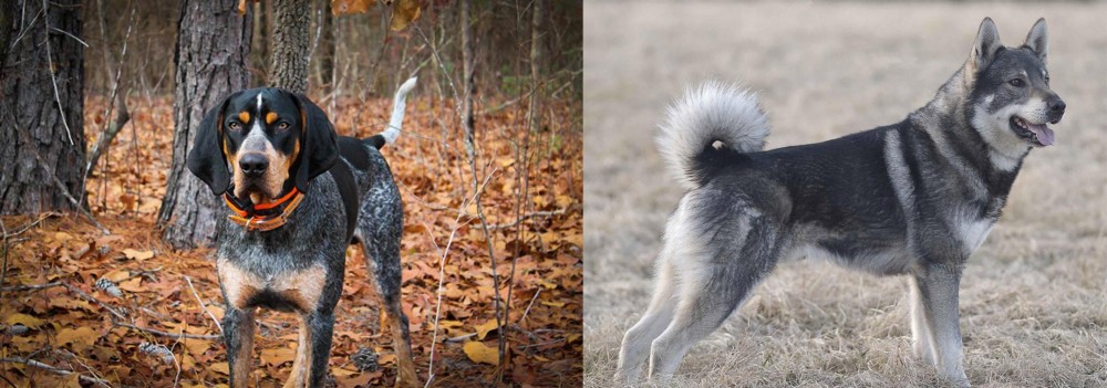 Jamthund vs Bluetick Coonhound - Breed Comparison