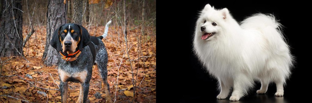 Japanese Spitz vs Bluetick Coonhound - Breed Comparison