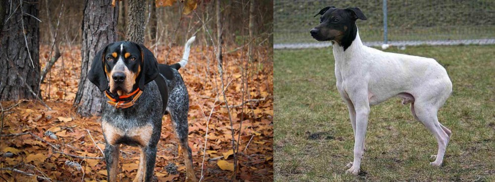 Japanese Terrier vs Bluetick Coonhound - Breed Comparison