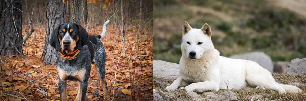 Jindo vs Bluetick Coonhound - Breed Comparison