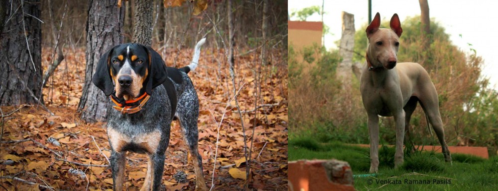 Jonangi vs Bluetick Coonhound - Breed Comparison